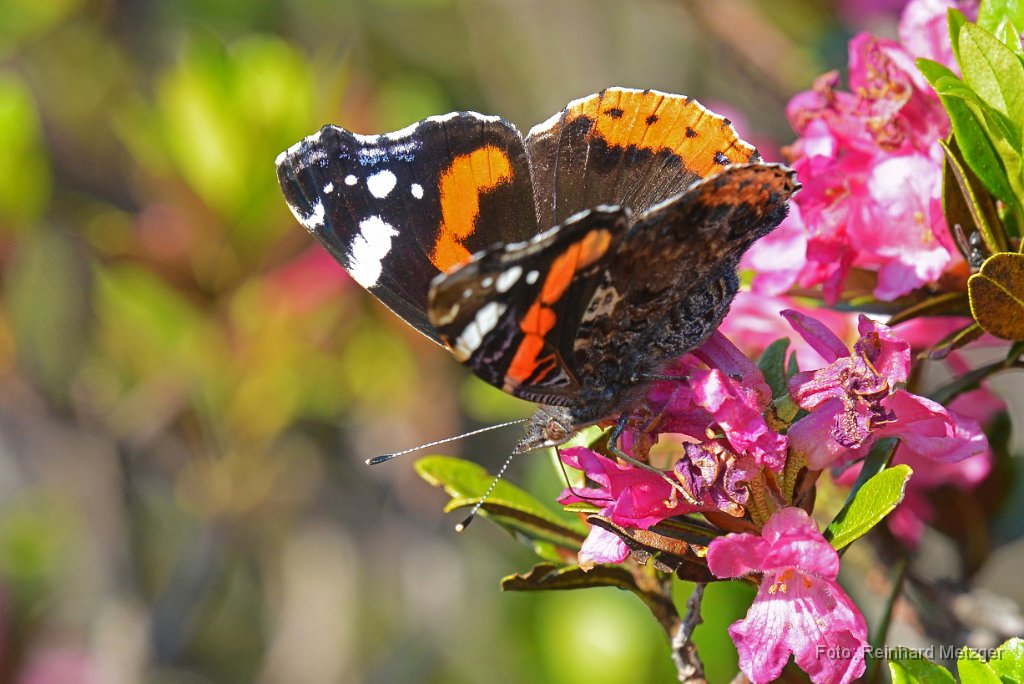 2015-06-30_90_Admiral_RM.jpg