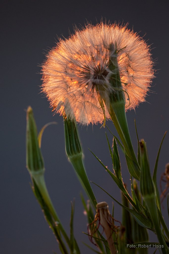 2015-07-31_22_Juli_6109_RH.jpg