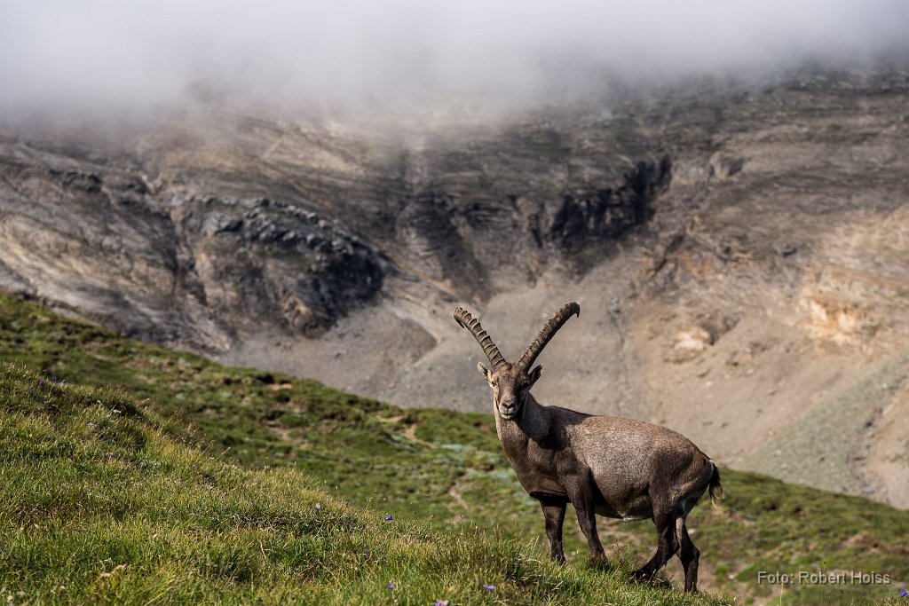 2015-08-31_14_Grossglockner_Steinboecke_9494_RH.jpg
