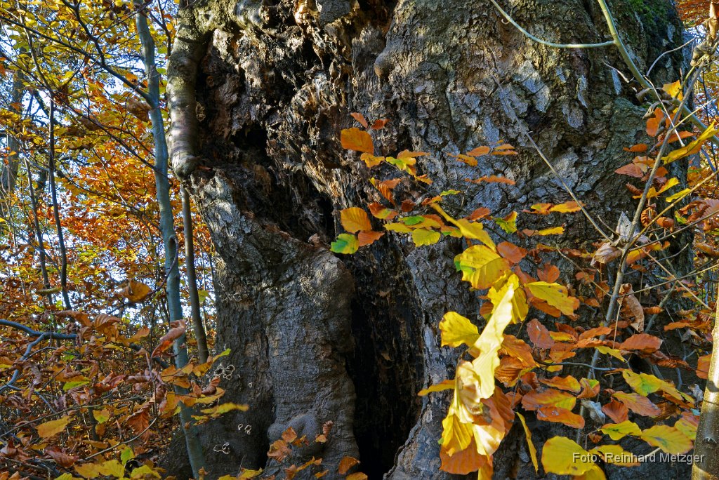 2015-11-05_40_Buchenstamm_Nannhofen_RM.jpg