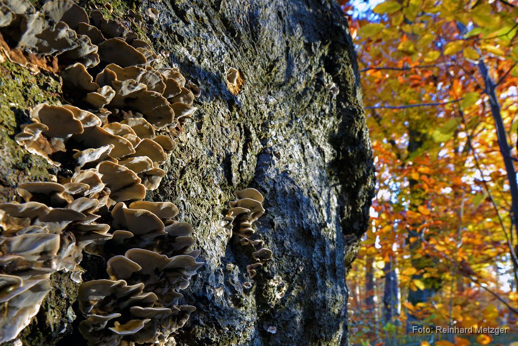 2015-11-05_41_Buchenstamm_Nannhofen_RM.jpg