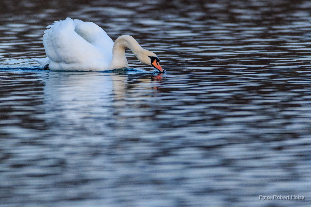 2016-02-29_50_Schwan_5077_RH.jpg