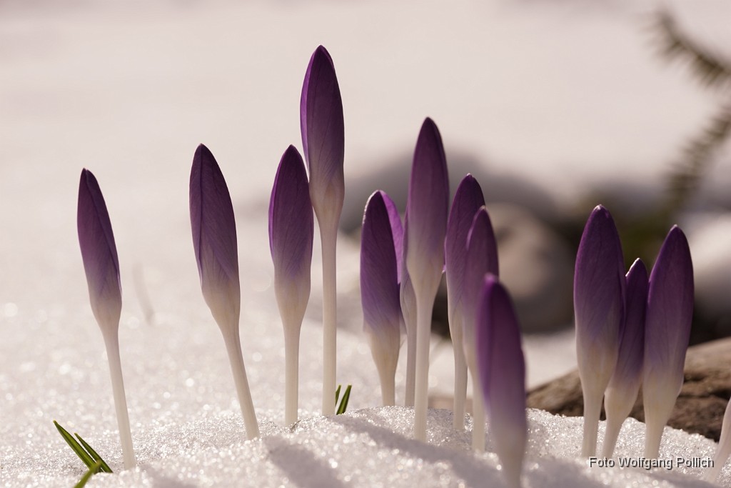 2016-02-29_020_Krokusse_im_Februarschnee_WP.JPG