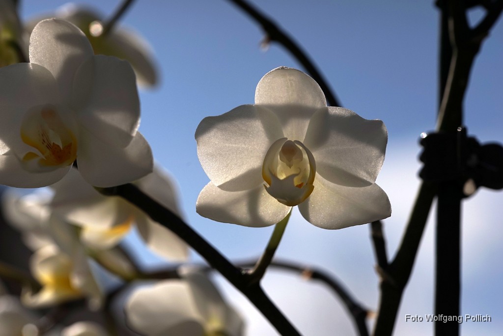 2016-03-31_001_Orchidee-im-Gegenlicht_WP.JPG