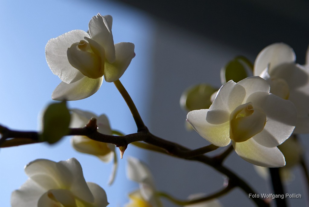 2016-03-31_004_Orchidee-im-Gegenlicht_WP.jpg - SONY DSC                       