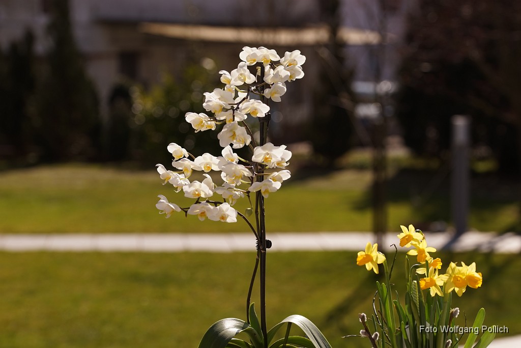 2016-03-31_005_Orchidee-und-Osterglocken-im-Garten_WP.JPG