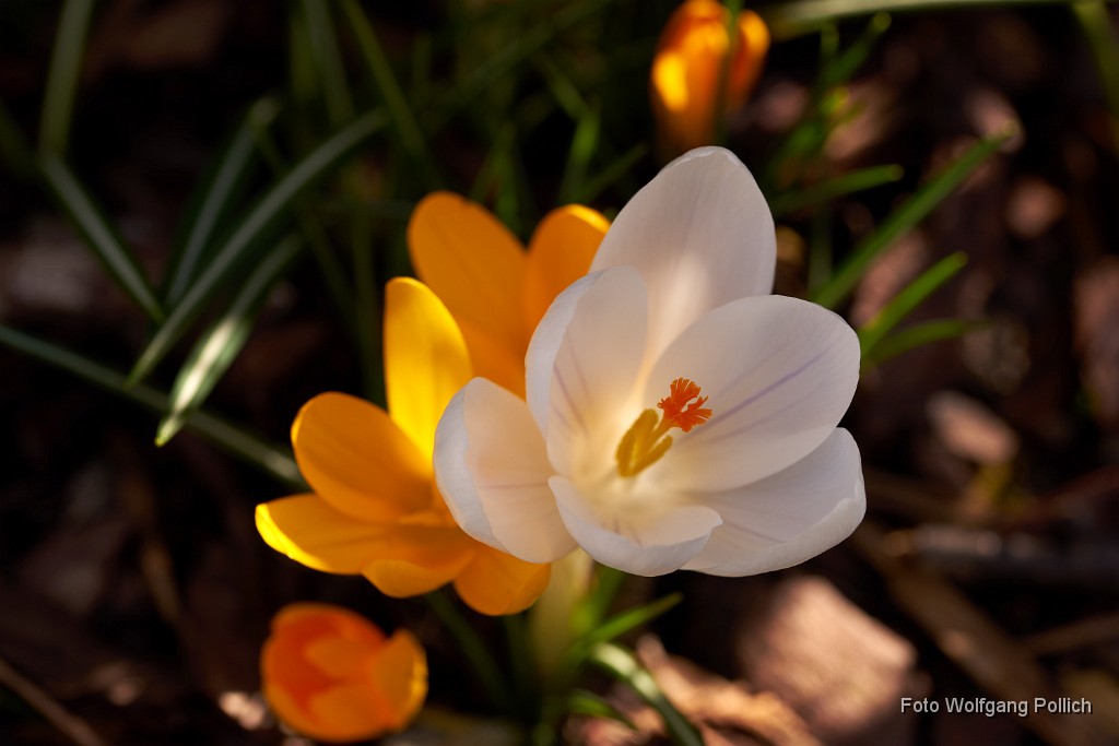 2016-03-31_007_Krokusse_WP.jpg -                                