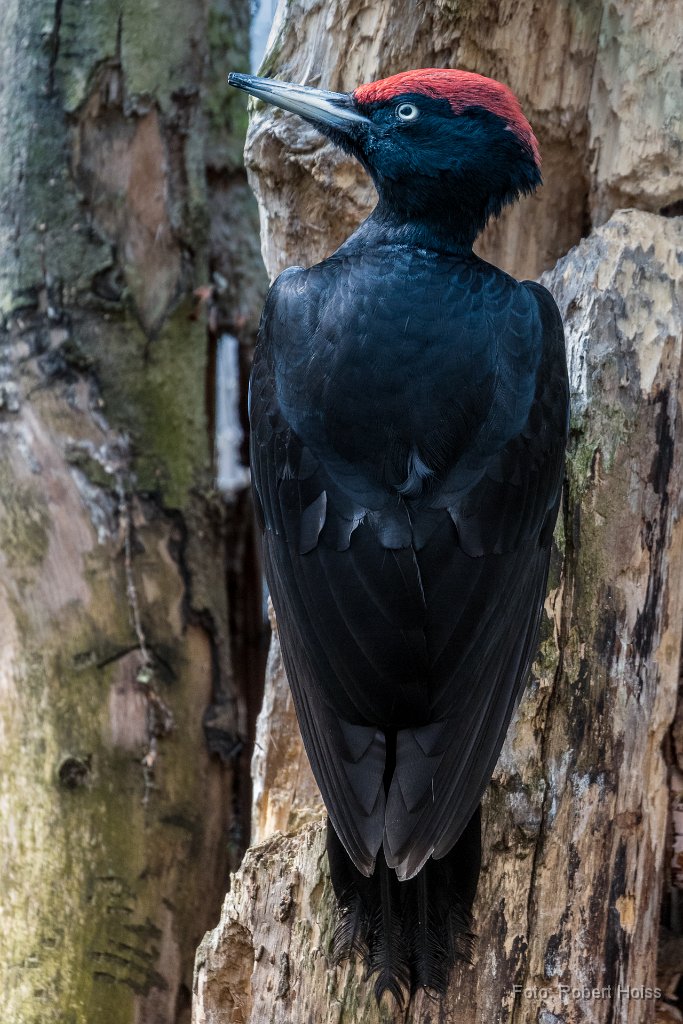 2016-04-31_08_Schwarzspecht_(Alpenzoo)_2494_RH.jpg