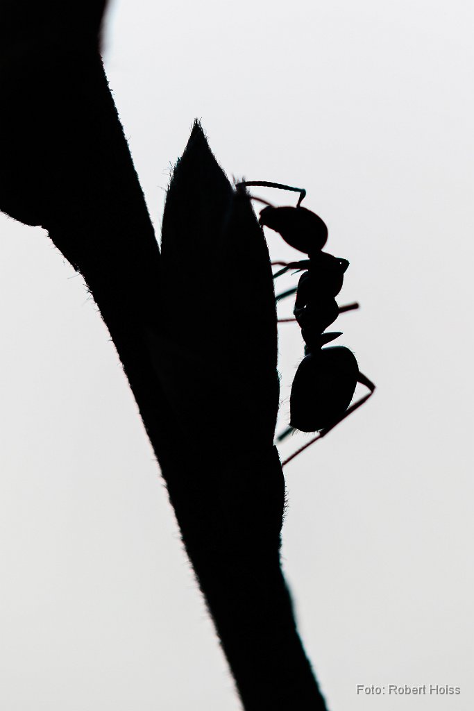 2016-04-31_29_Waldameise_6332_RH.jpg