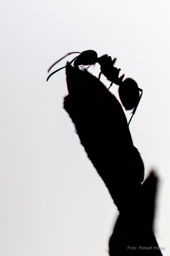 2016-04-31_30_Waldameise_6434_RH.jpg