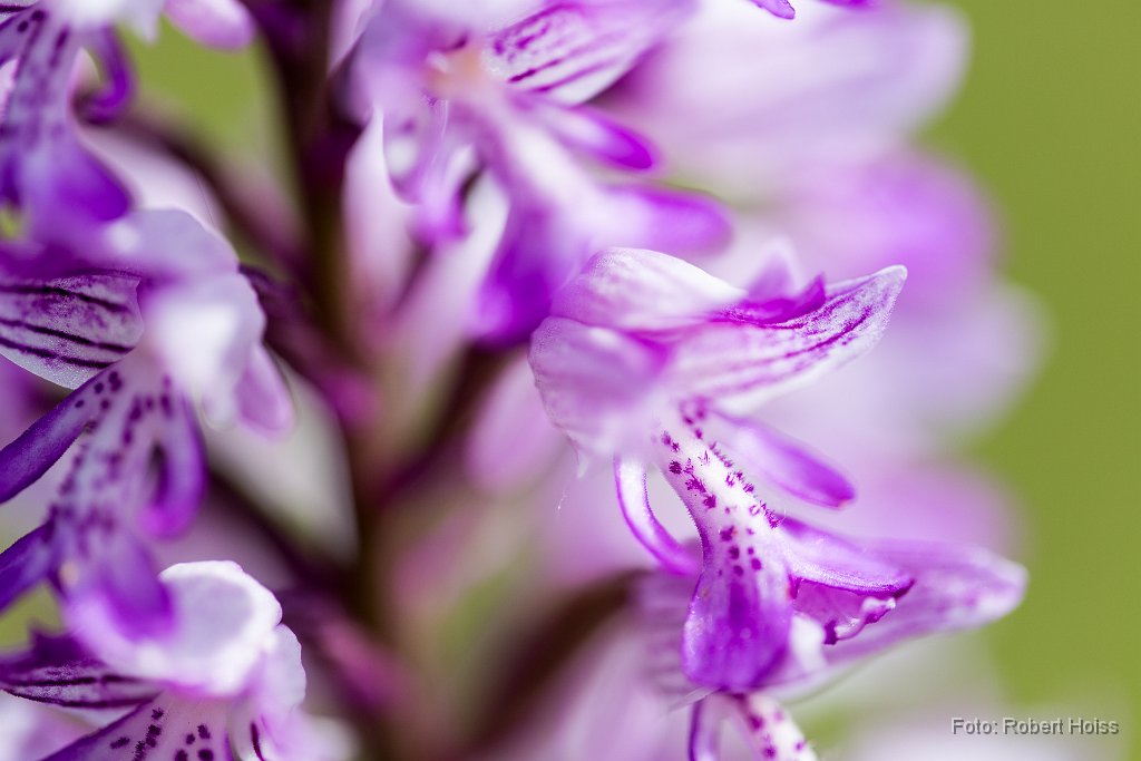 2016-05-31_40_Helmknabenkraut_2513_RH.jpg