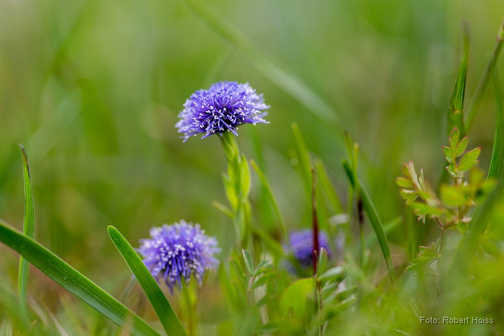 2016-05-31_42_Kugelblume_2448_RH.jpg