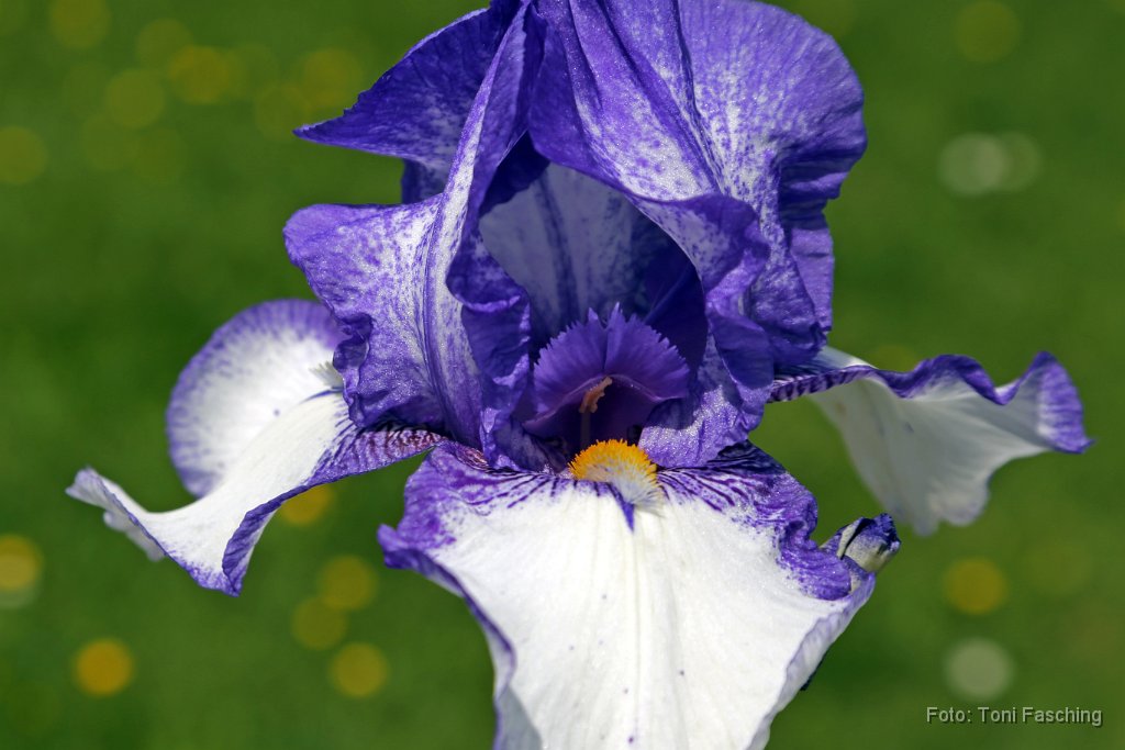 2016-05-27_14_Iris-Hybride_TF.JPG