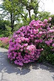 2016-05-27_13_Rhododendron_TF