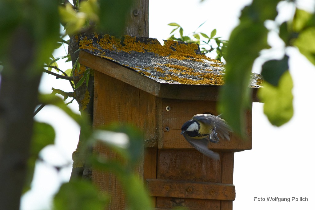 2016-05-31_010_Kohlmeise_WP.jpg - SONY DSC                       