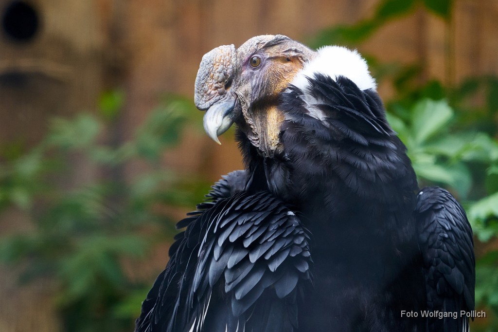 2016-05-31_052_Andencondor_WP.jpg -                                