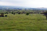 2016-06-01_219_GB-.Dartmoor_RM