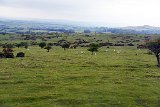 2016-06-01_219_GB-.Dartmoor_RM