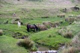 2016-06-01_245_GB_Dartmoor_RM