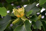 2016-06-04_521_GB_Glastonbury_Tulpenbaum_RM