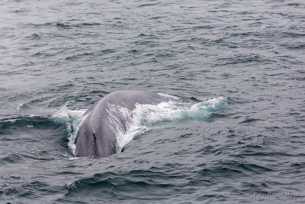 2016-06-30_52_Spitzbergen_Blauwale_7035_RH.jpg