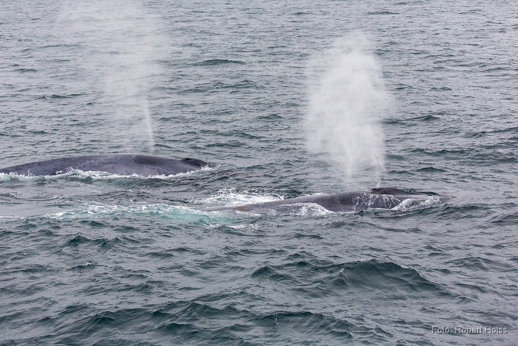 2016-06-30_53_Spitzbergen_Blauwale_7045_RH.jpg