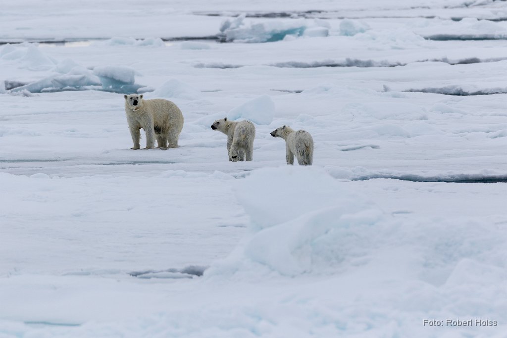2016-06-30_69_Spitzbergen_Eisbaeren_2592_RH.jpg