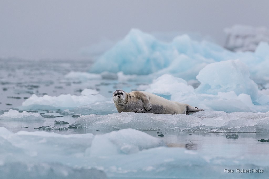 2016-06-30_98_Spitzbergen_Bartrobbe_0908_RH.jpg