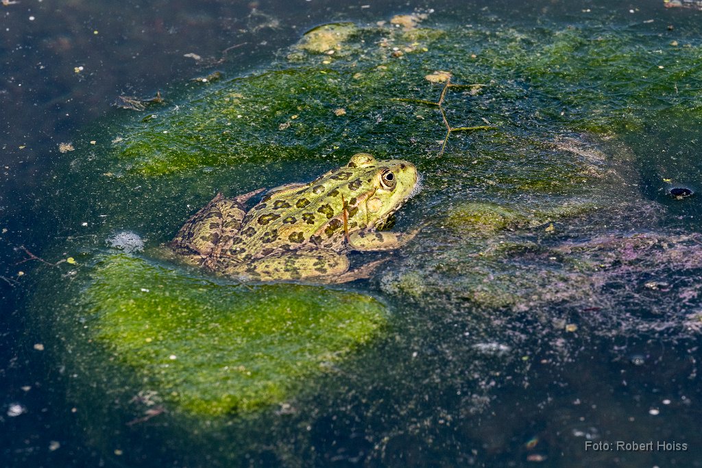 2016-07-31_17_Teichfrosch_2406_RH.jpg