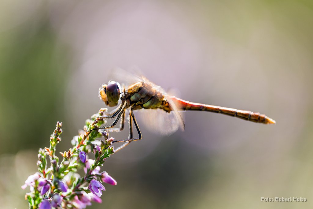 2016-08-31_22_Gemeine_Heidelibelle_5662_RH.jpg