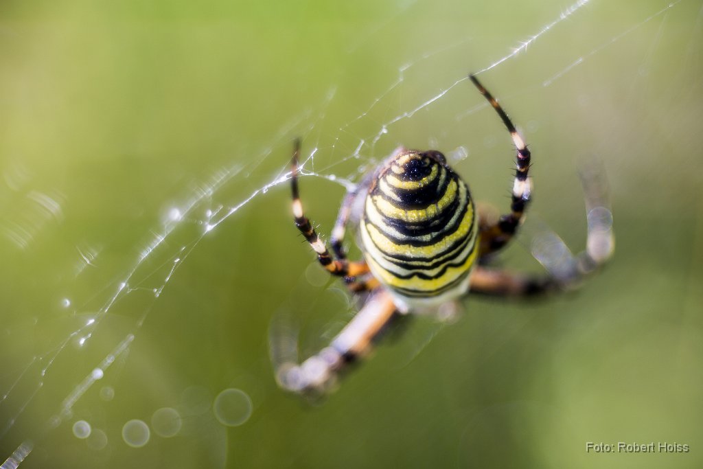 2016-08-31_27_Wespenspinne_4968_RH.jpg