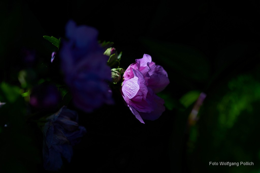 2016-08-31_003_Hibiskusbluete.jpg -                                