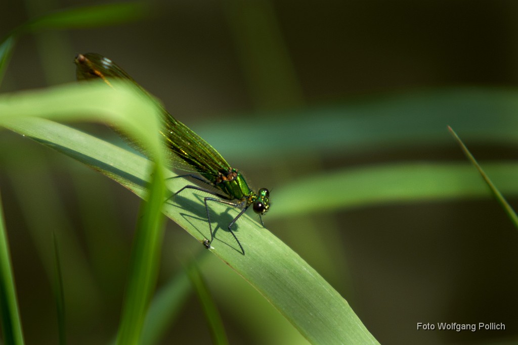 2016-08-31_007_Gruene_Libelle.jpg -                                