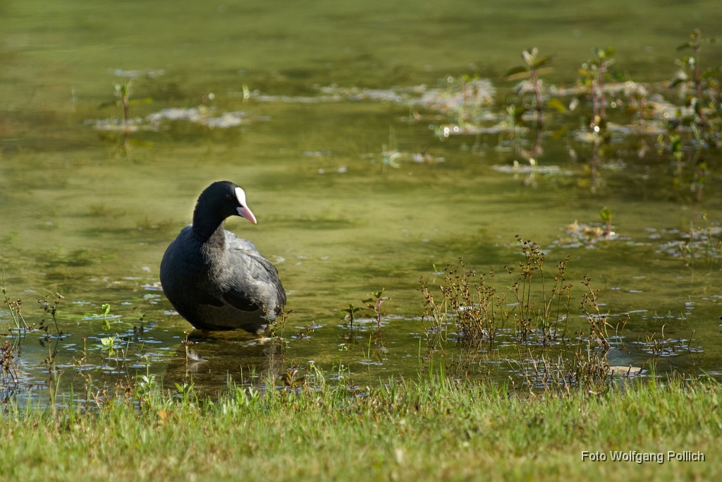 2016-08-31_013_Blaesshuhn.jpg -                                