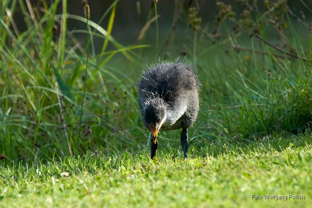 2016-08-31_018_Blaesshuhnkueken.jpg -                                