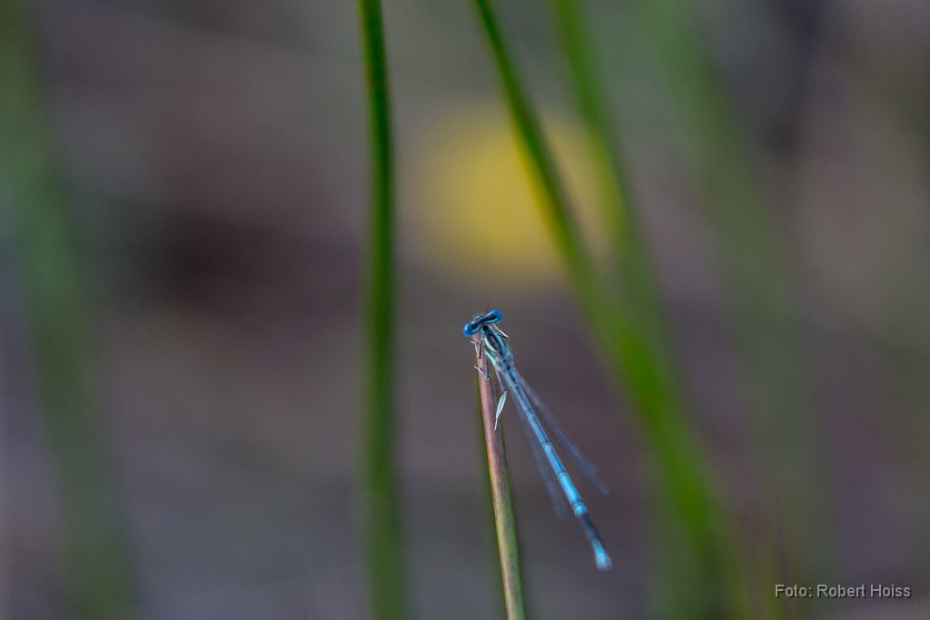 2016-09-30_04_Azurjungfer_5914_RH.jpg