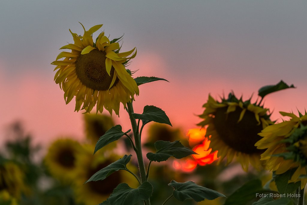 2016-09-30_09_Sonnenblumen__RH.jpg