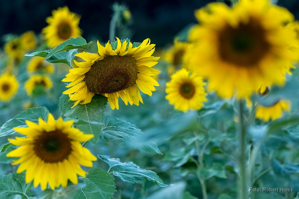 2016-09-30_10_Sonnenblumen__RH.jpg