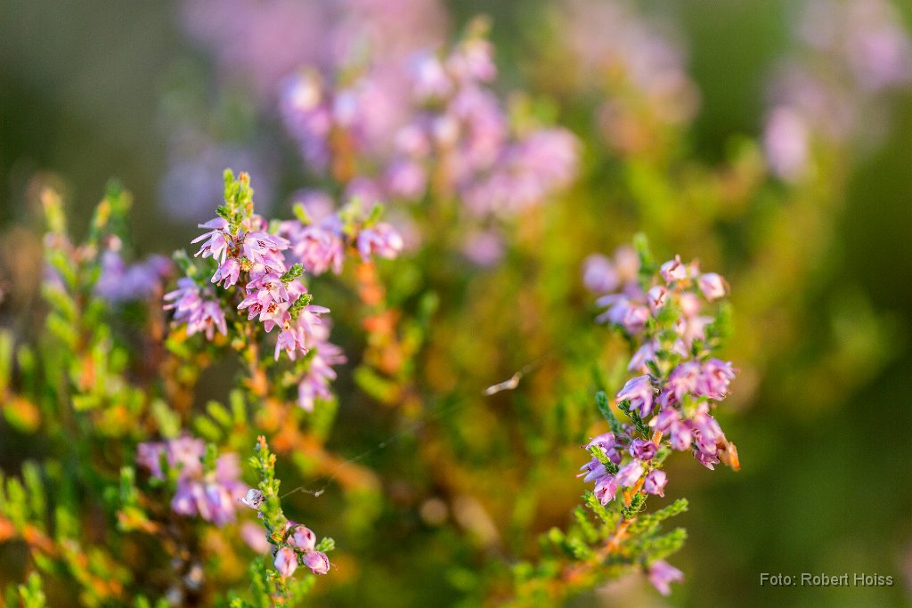 2016-09-30_17_Besenheide_(Erika)_6050_RH.jpg