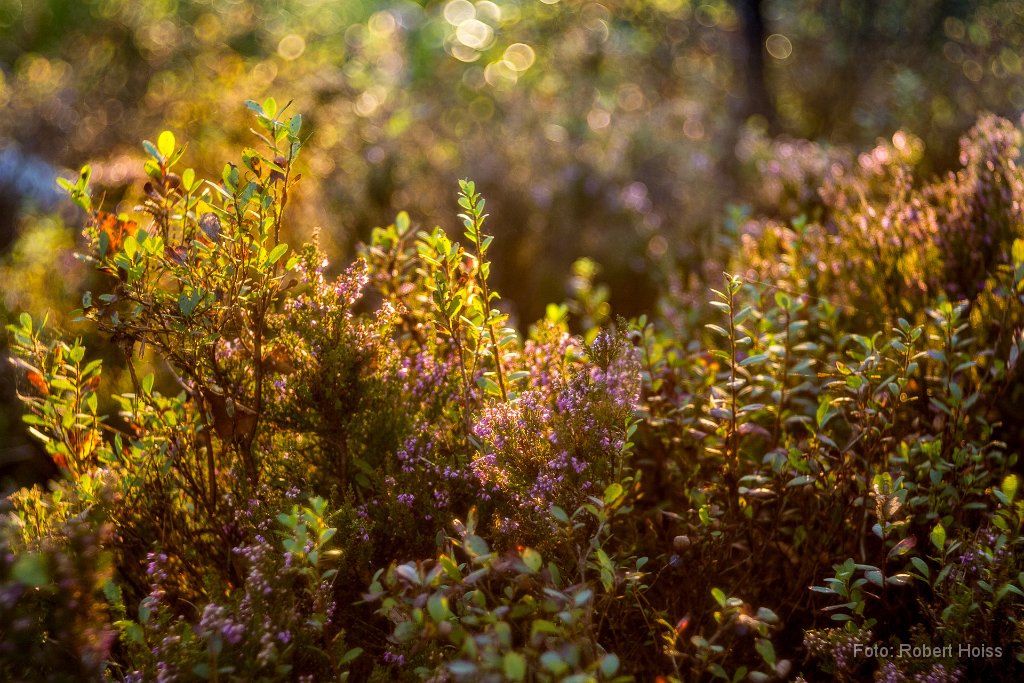 2016-09-30_23_Besenheide_(Erika)_6104_RH.jpg