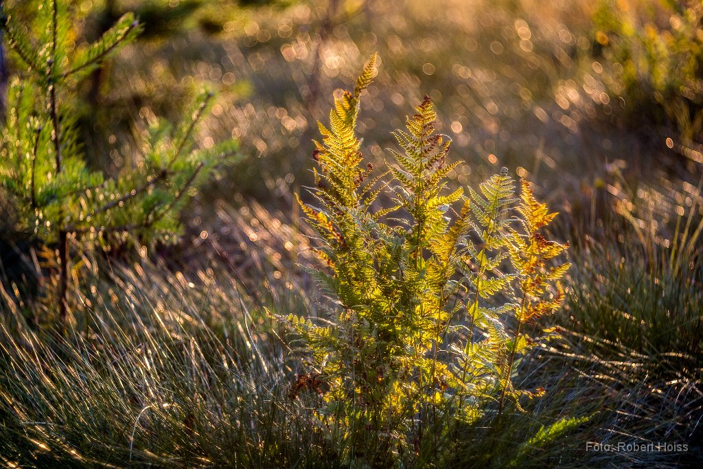 2016-09-30_24_Farn_6106_RH.jpg