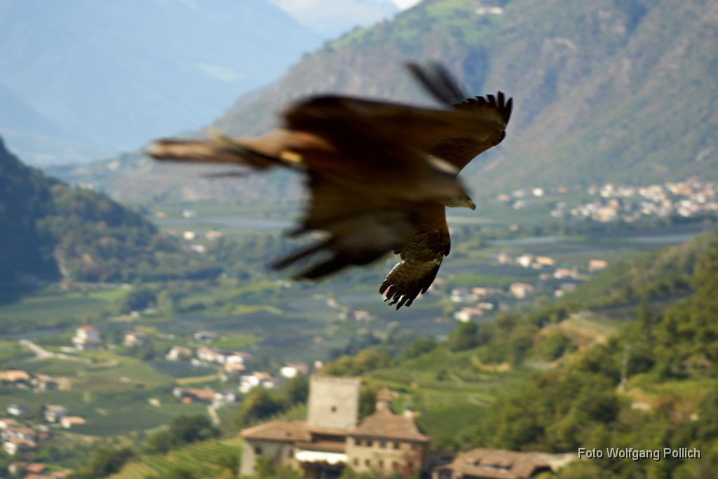 2016-09-20_024_Adler_Raubvogelschau_Schloss-Tirol_WP.jpg -                                