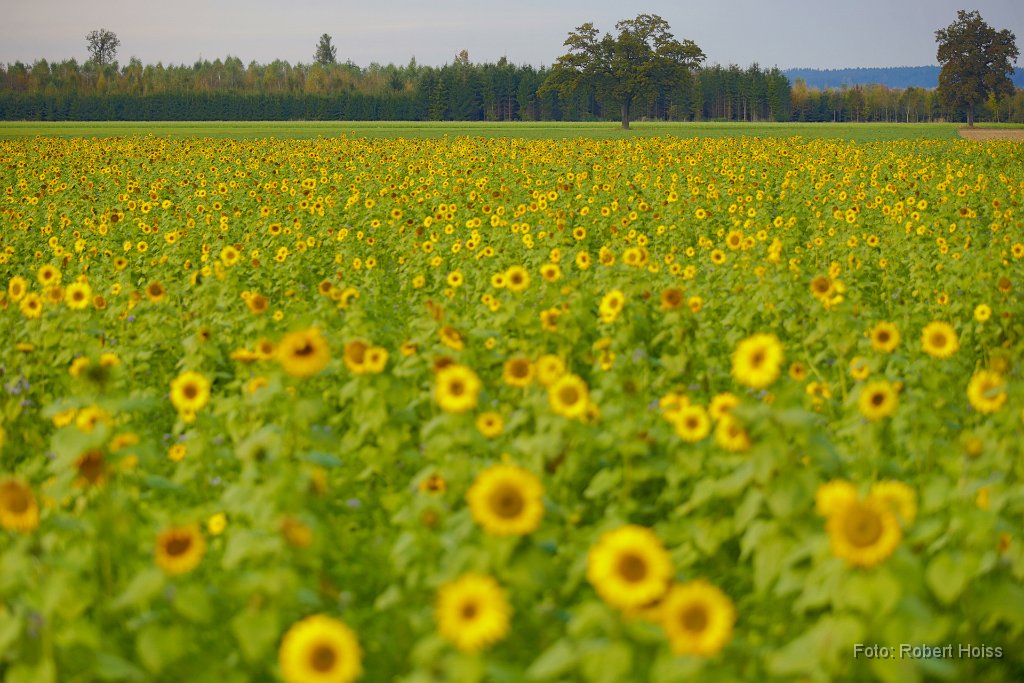2016-10-31_39_Sonnenblumen_8313_RH.jpg