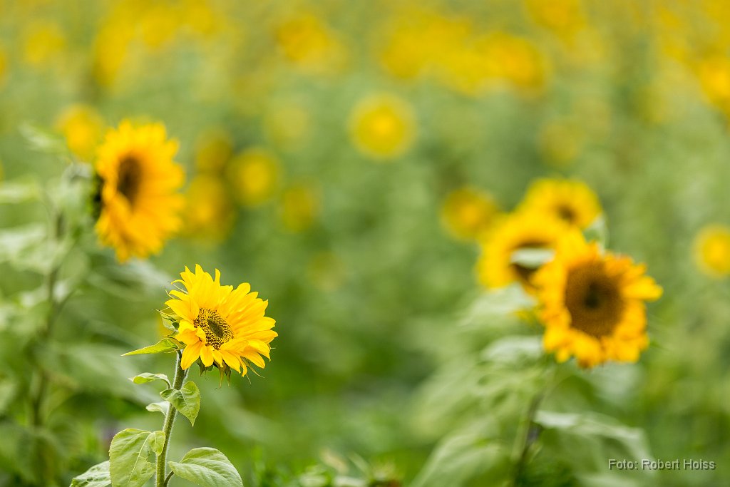 2016-10-31_40_Sonnenblumen_8352_RH.jpg