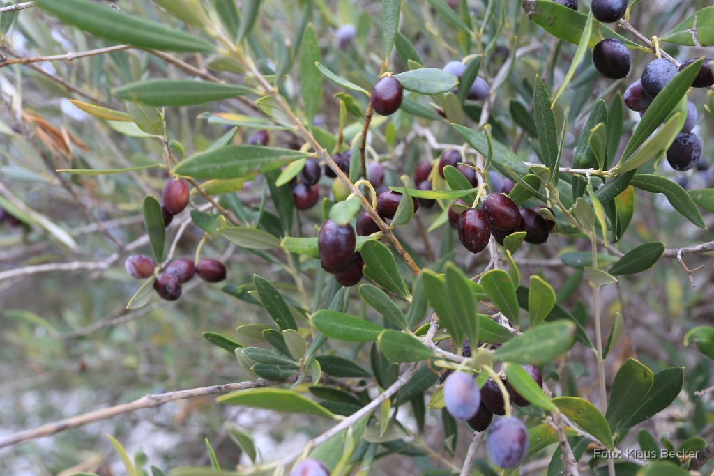 2016-11-09_Olivenbaum_Kreta_KB.JPG