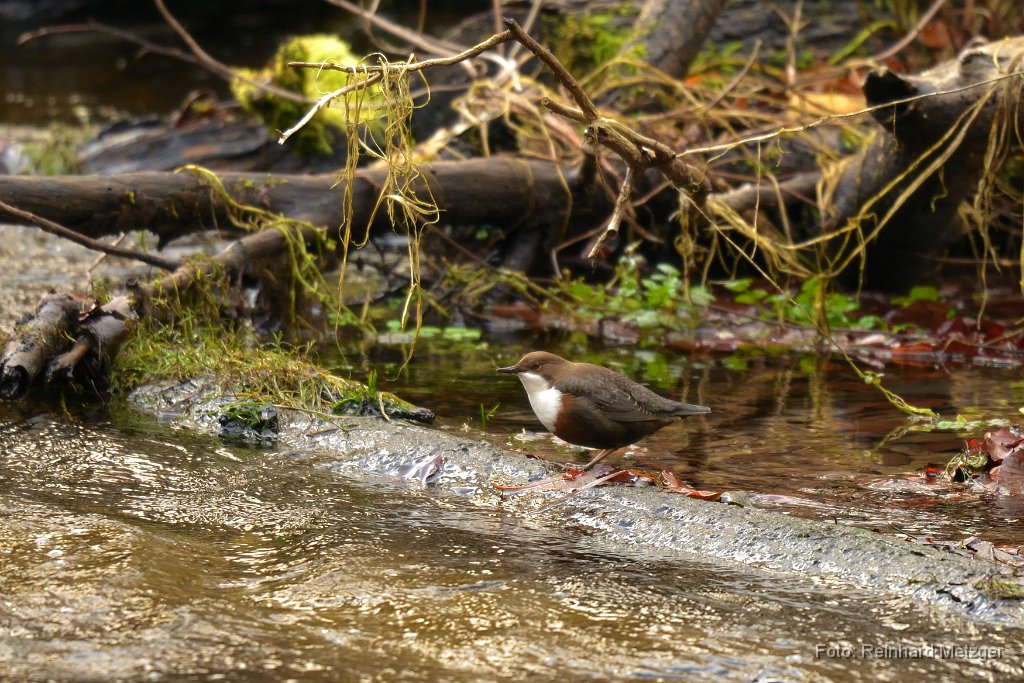 2016-11-30_16_Wasseramsel_RM.jpg