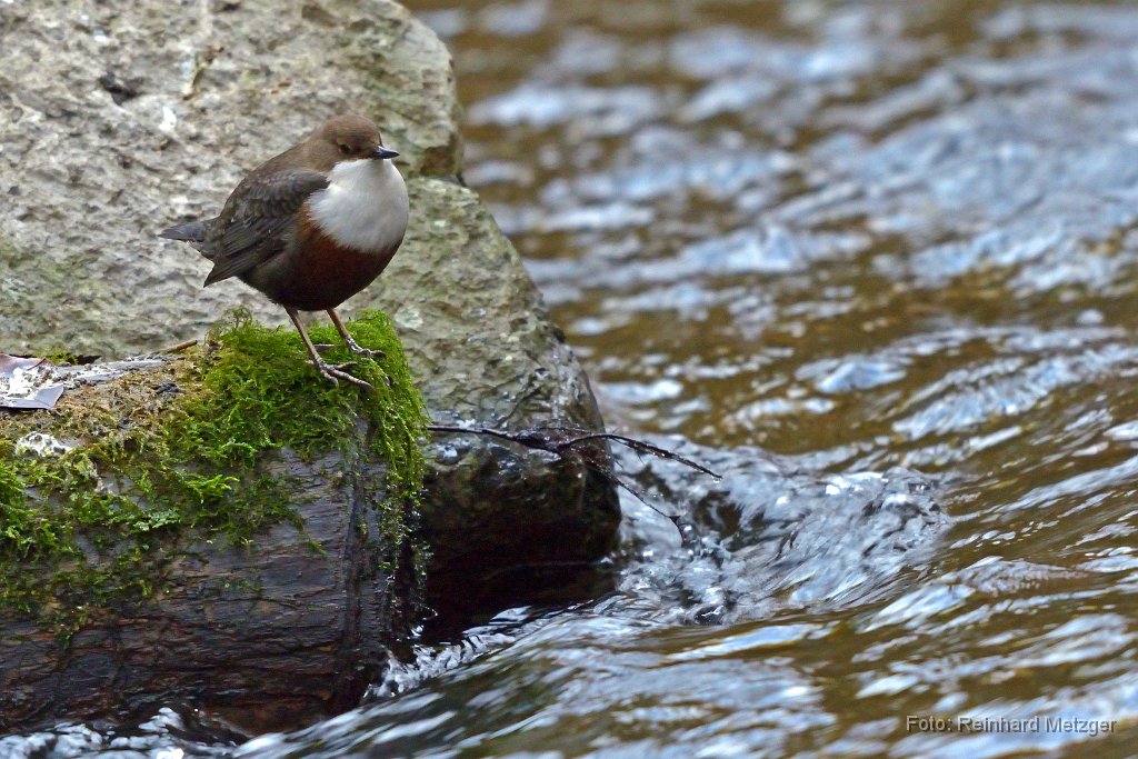 2016-11-30_20_Wasseramsel_RM.jpg