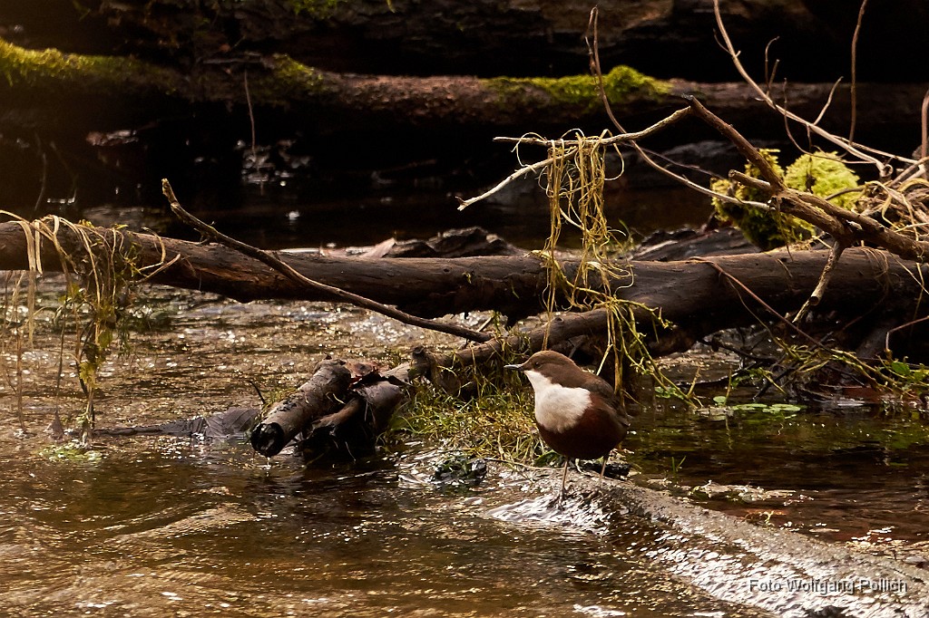 2016-11-23_007_Wasseramsel_WP.jpg -                                