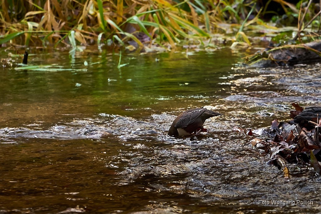 2016-11-23_008_Wasseramsel_WP.jpg -                                