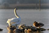 2016-12-30_47_Ammersee_RM
